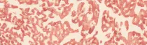 Wagyu A5